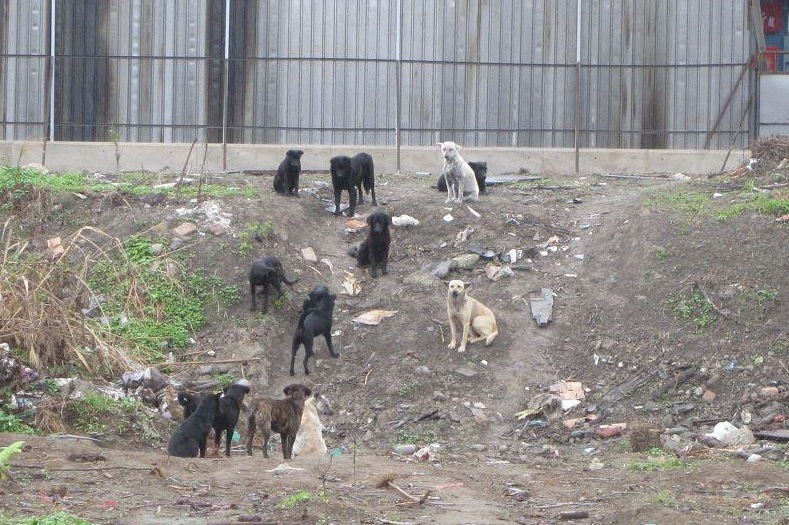 在都市中的未利用土地有許多流浪狗存在，牠們不斷繁衍的幼犬最容易被捕捉進入公立收容所。　取自台灣大學關懷生命社臉書