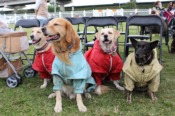 活動現場時不時地飄著毛毛雨，不少毛家長做足了準備，讓狗狗們穿上雨衣。　　李娉婷/攝
